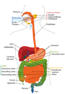 Stress im Alltag? - Imflow | Craniosacral Therapie & Coaching | Bülach